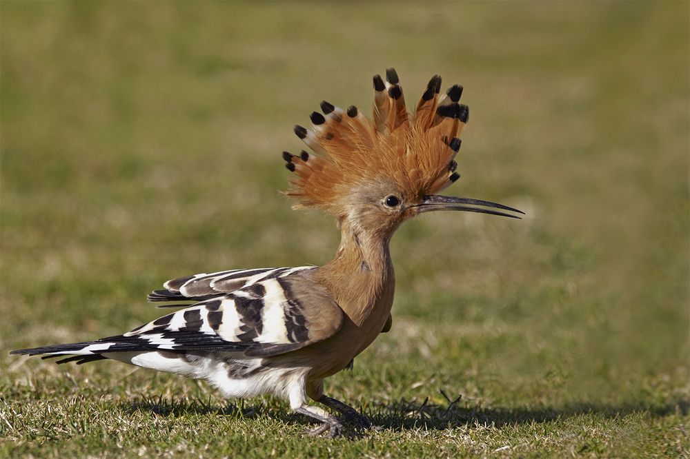 Photograph by Светлана Барабанщикова