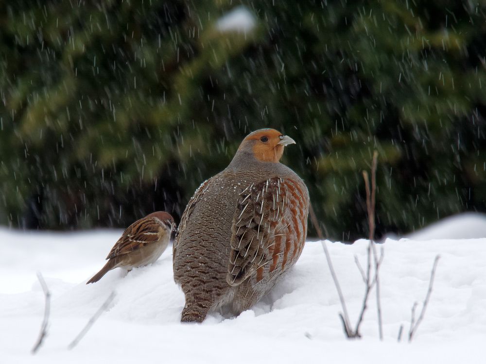 Photograph by Пётр Калачев