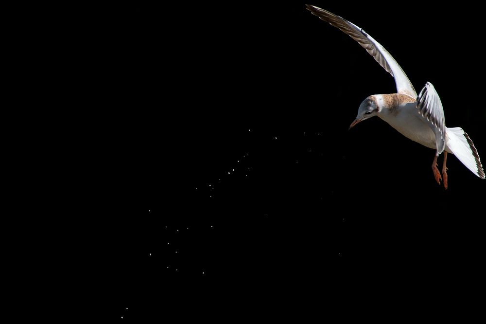 Photograph by Александр Перегудов