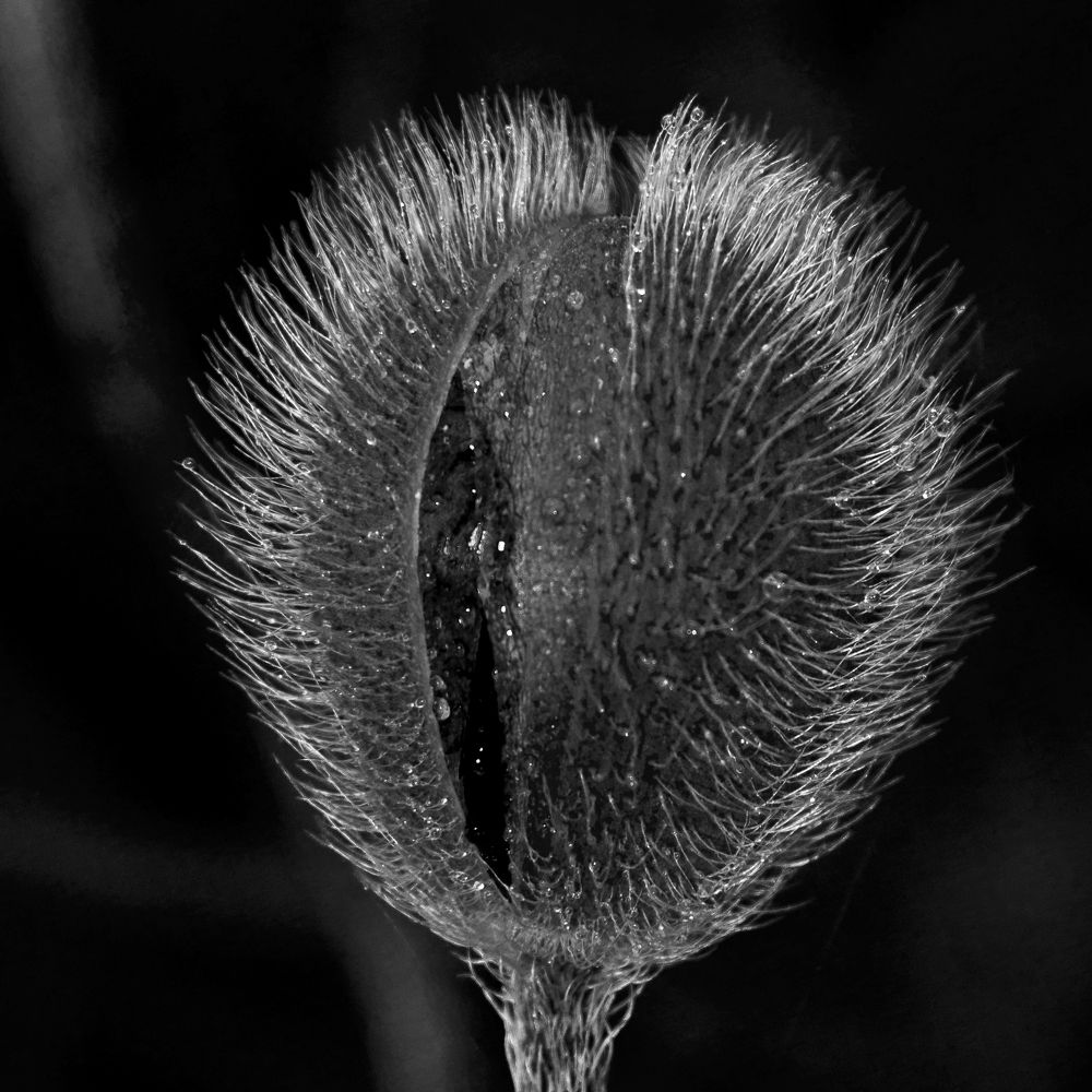 Маковая фантазия - 1