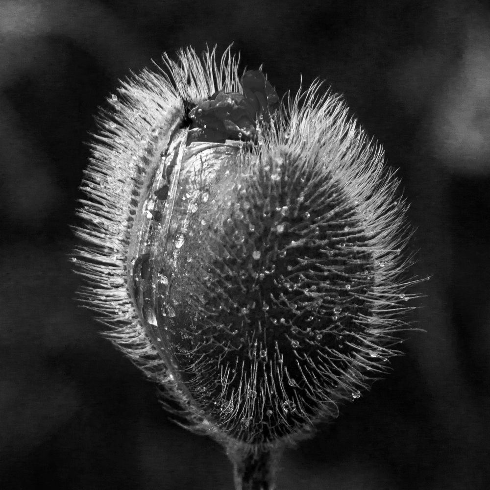 Маковая фантазия - 2