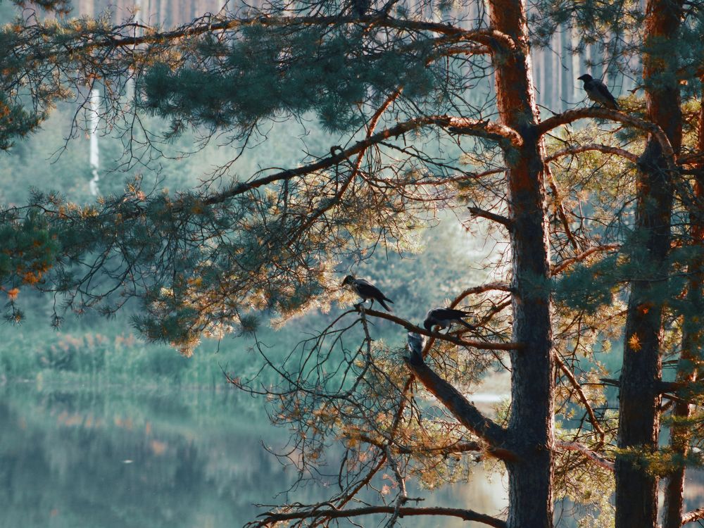Photograph by Максим Паламарчук