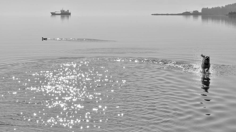 Photograph by Елена Амозова