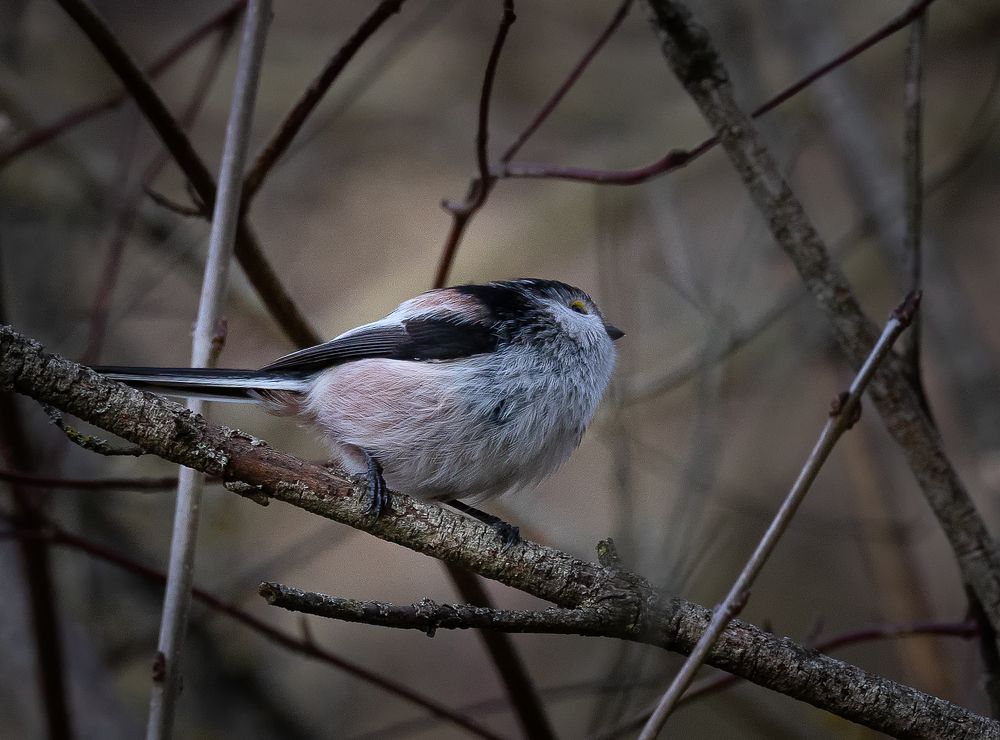 Photograph by Сергей Зелинский