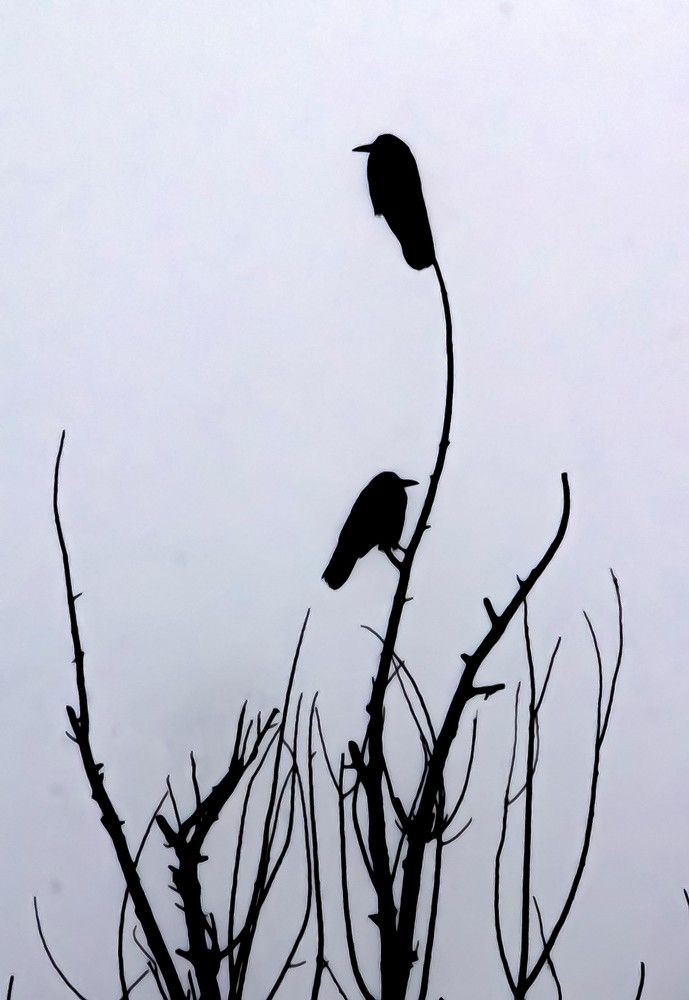 Photograph by Reza Heydari