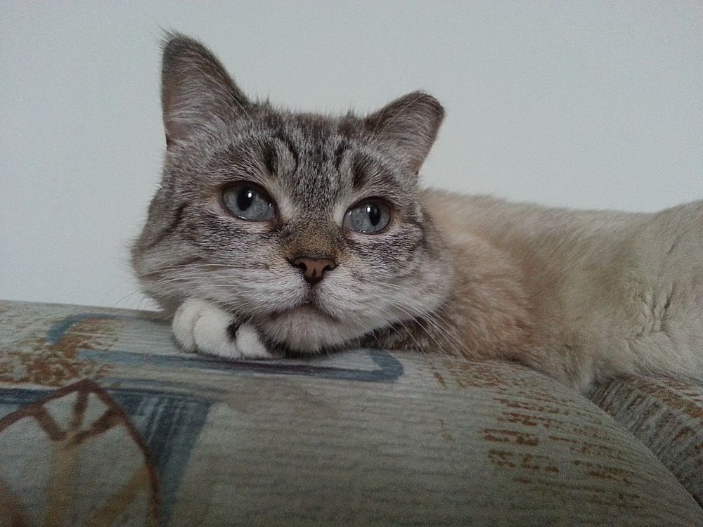 Пушистый философ