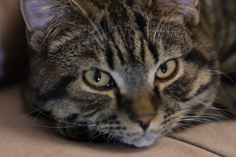 Photograph by Lina Tomkevičienė