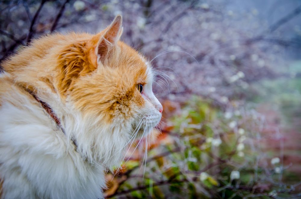 Photograph by Ольга Заповедная