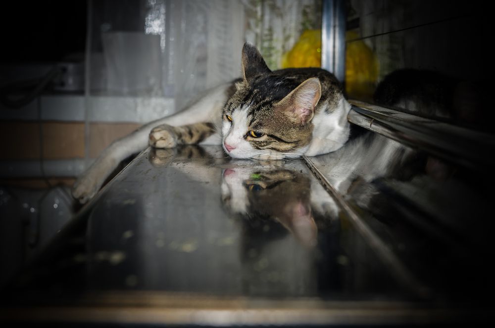 Фотография автора Ксения Смирнова