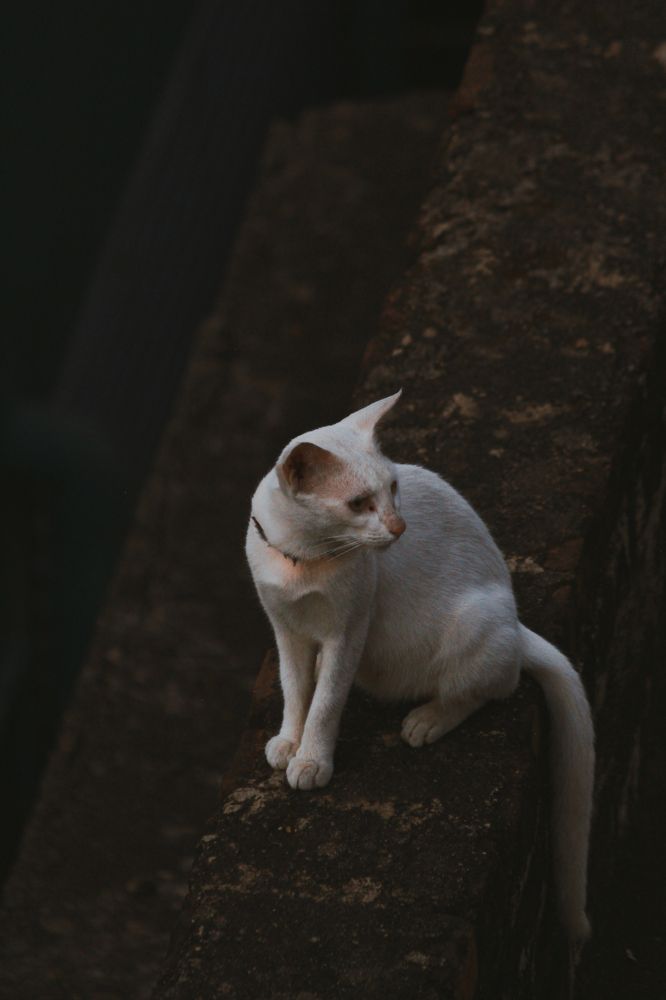 Photograph by Dhanush