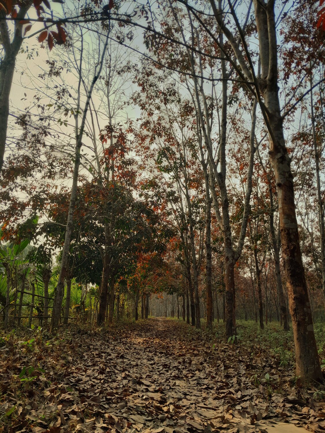 Photo #8786388