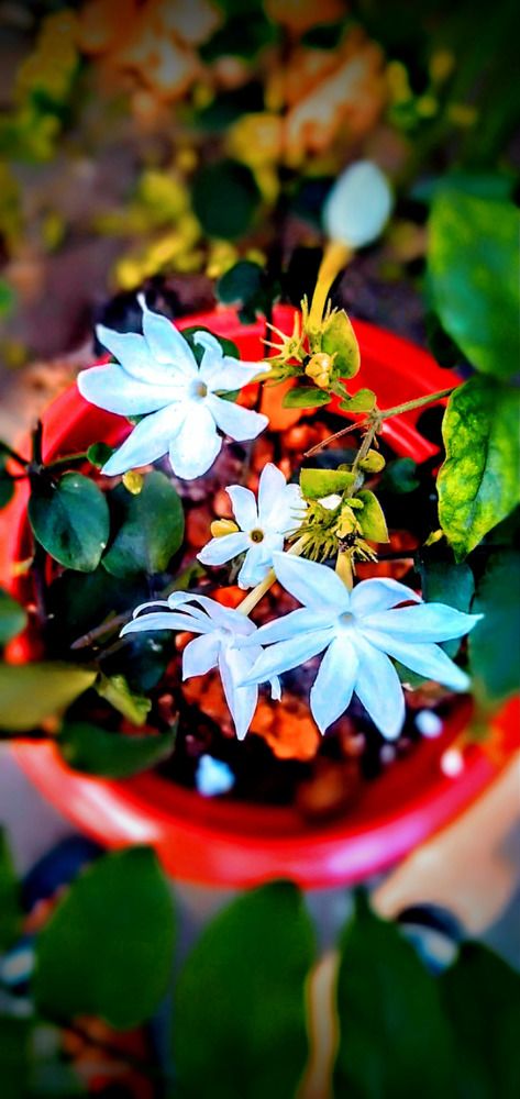 Photograph by Roushan Sahu