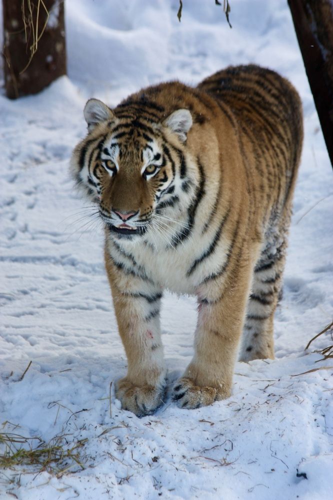 Амурский тигр