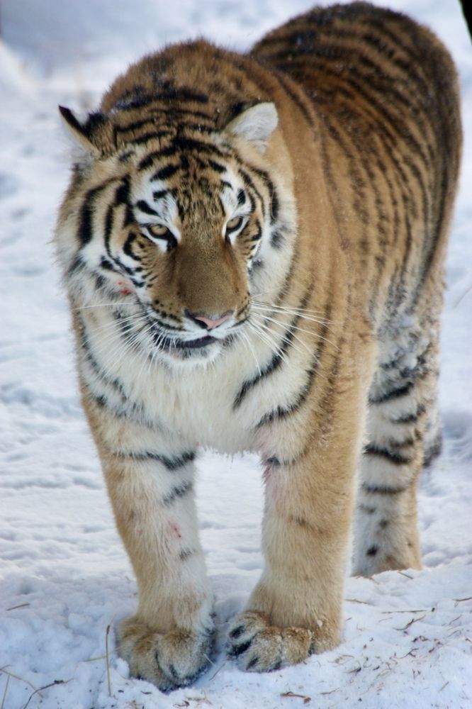 Photograph by Елена Смирнова