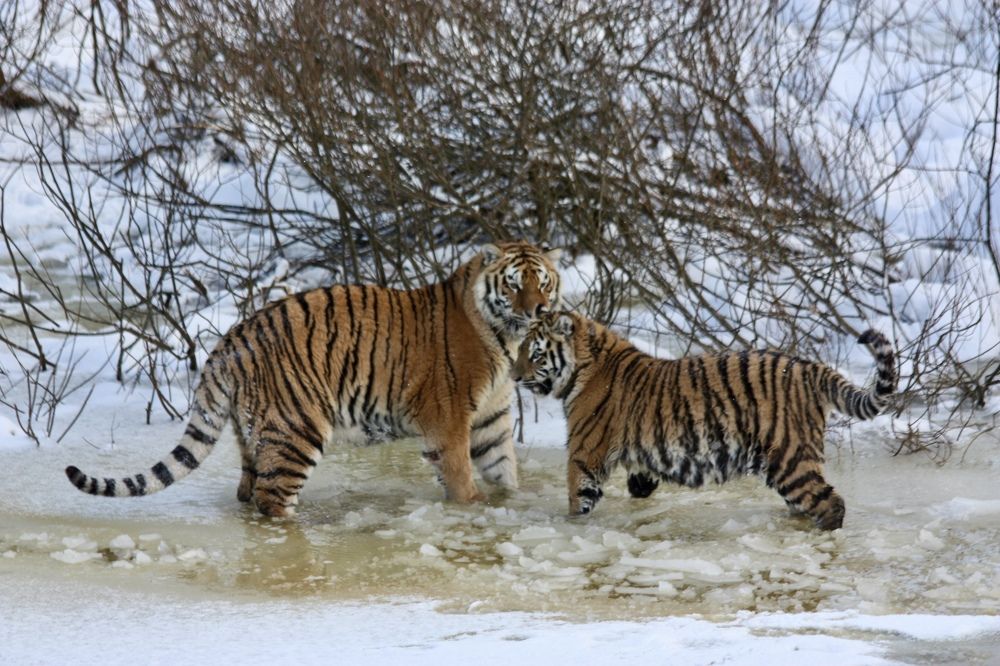 Photograph by Елена Смирнова