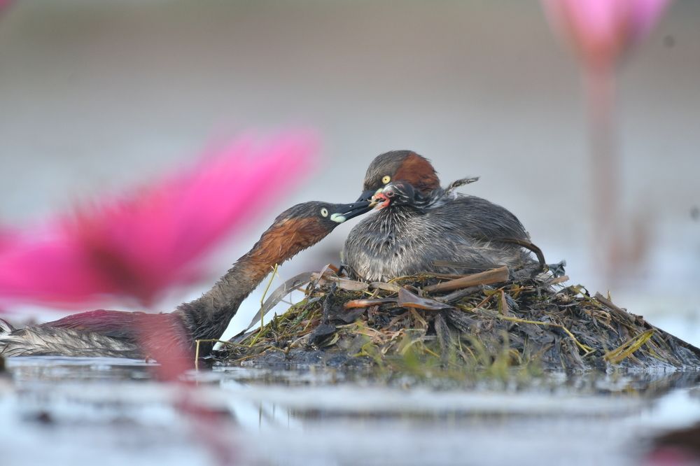 Photograph by Taiteep