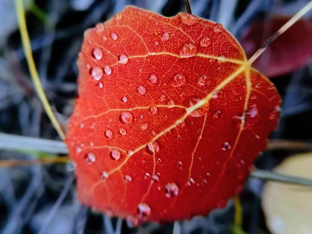 Photograph by Тамара