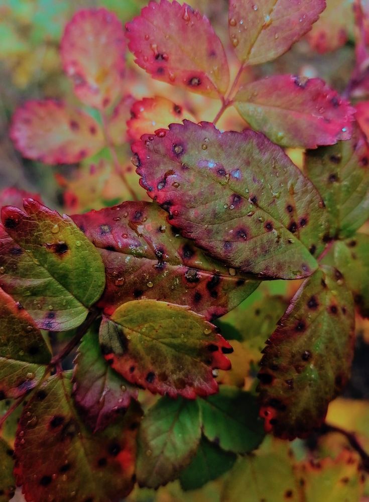 Photograph by Тамара