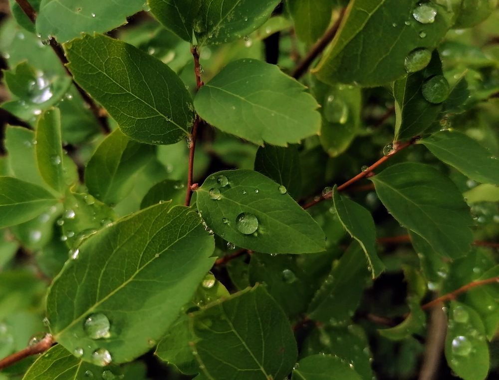 Photograph by Тамара