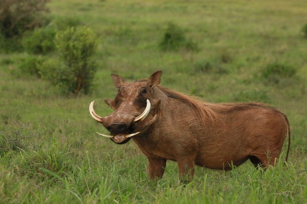 Тот самый Пумба!