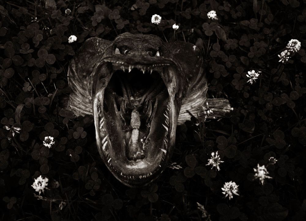 Photograph by 