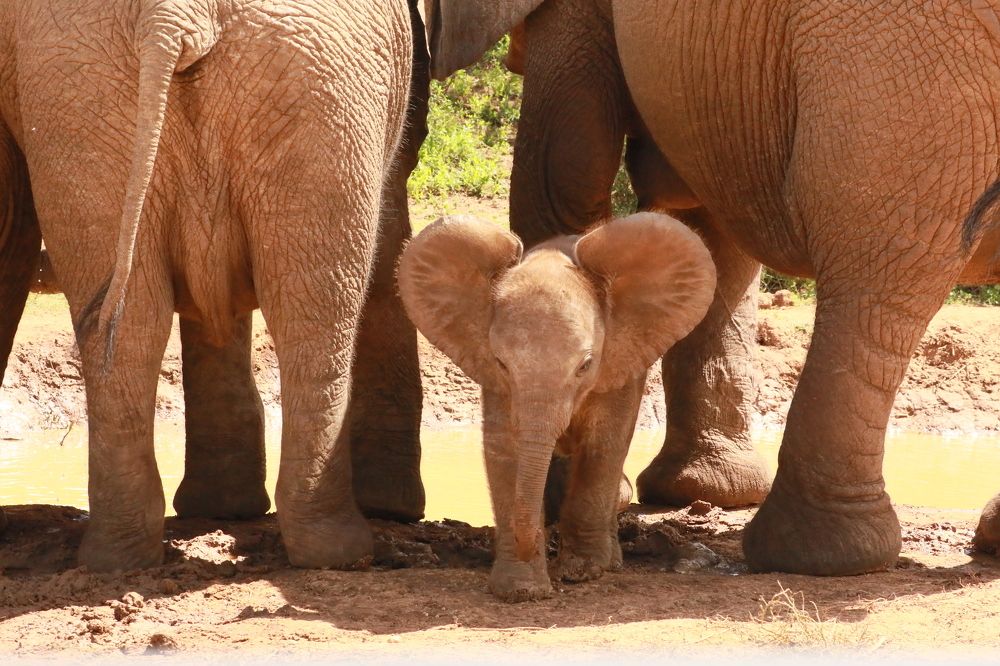 Photograph by ELVIRA LUNEVA