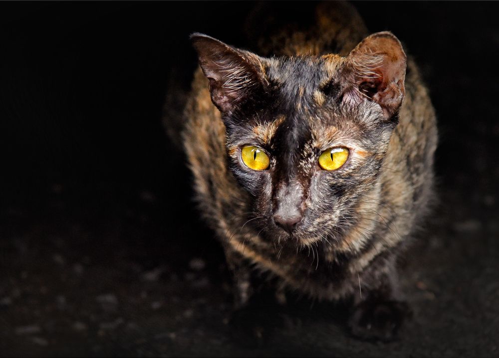 Photograph by Shibram Nag