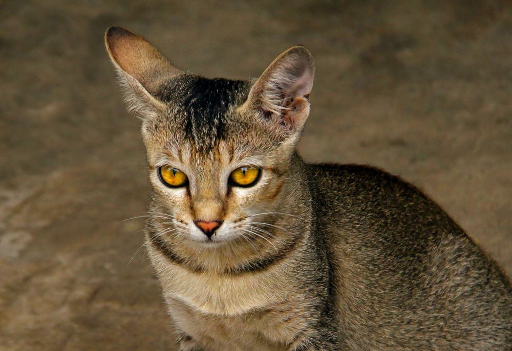 Photograph by Shibram Nag