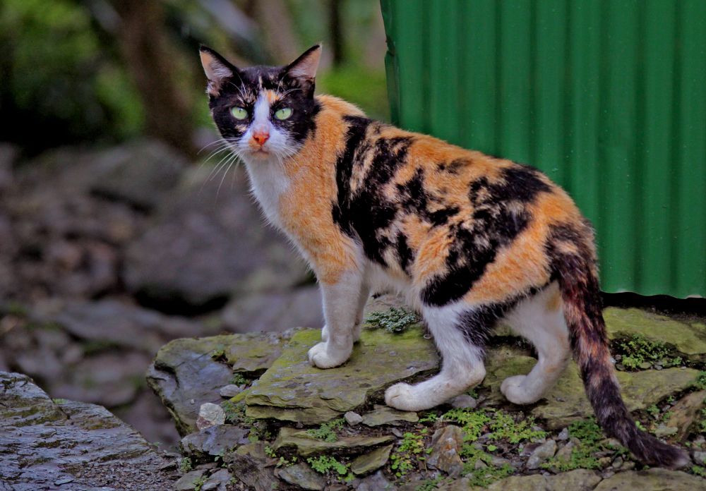 Photograph by Shibram Nag