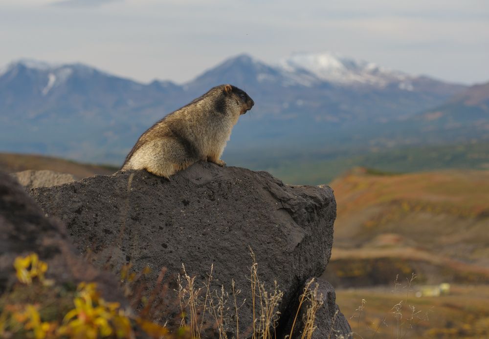 Photograph by Евгений Владимиров