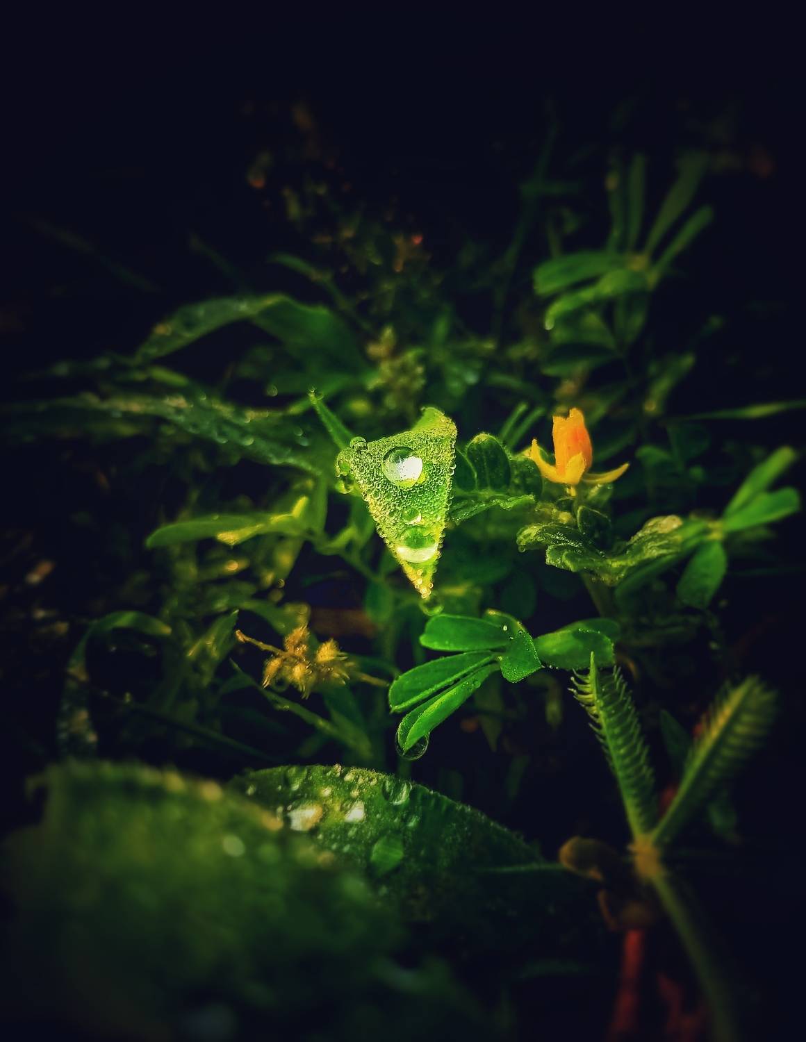 Droplets