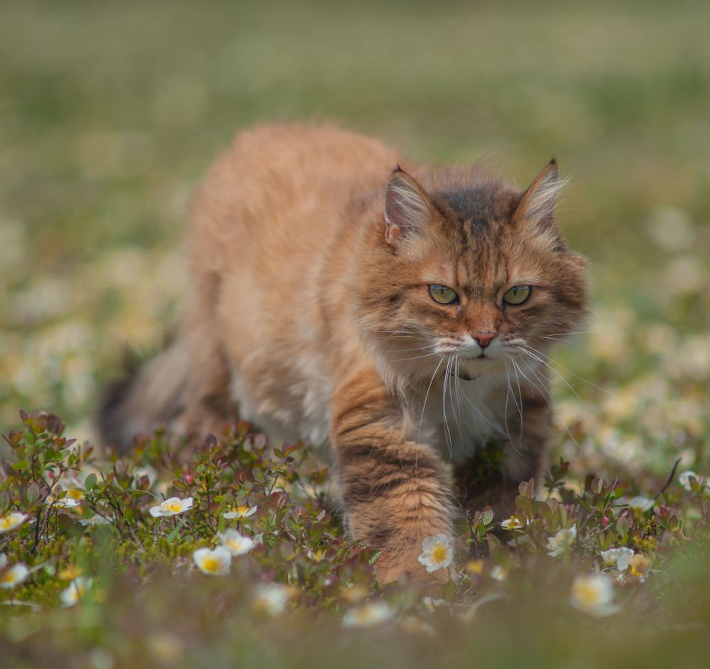 Photograph by Евгений Владимиров