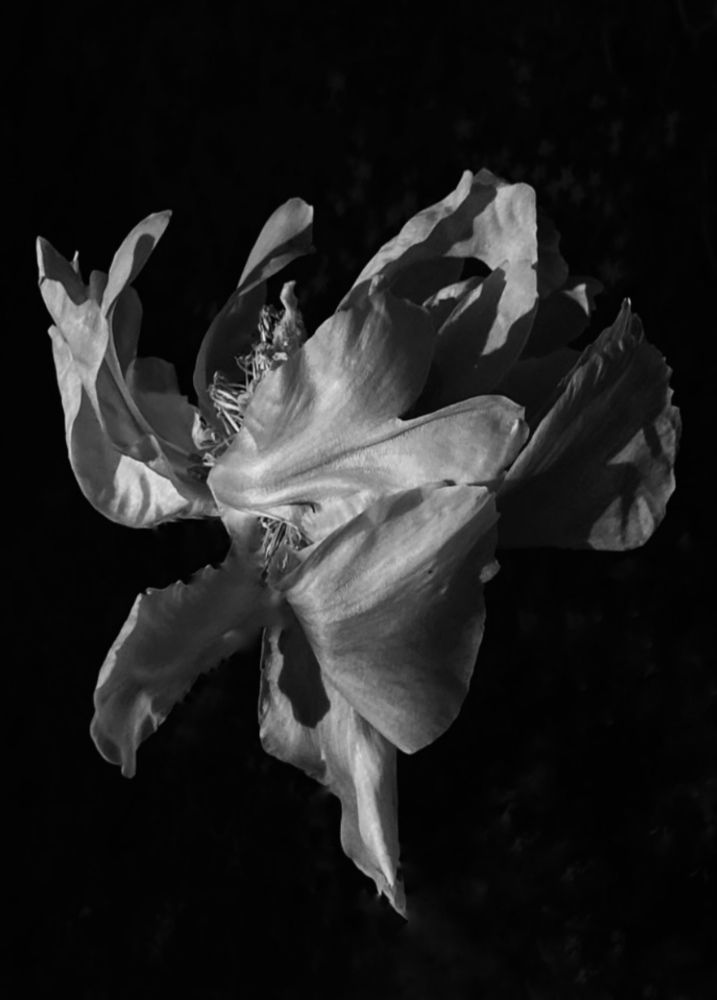 Фотография автора ГУЗАЛИЯ ГАНИЕВА