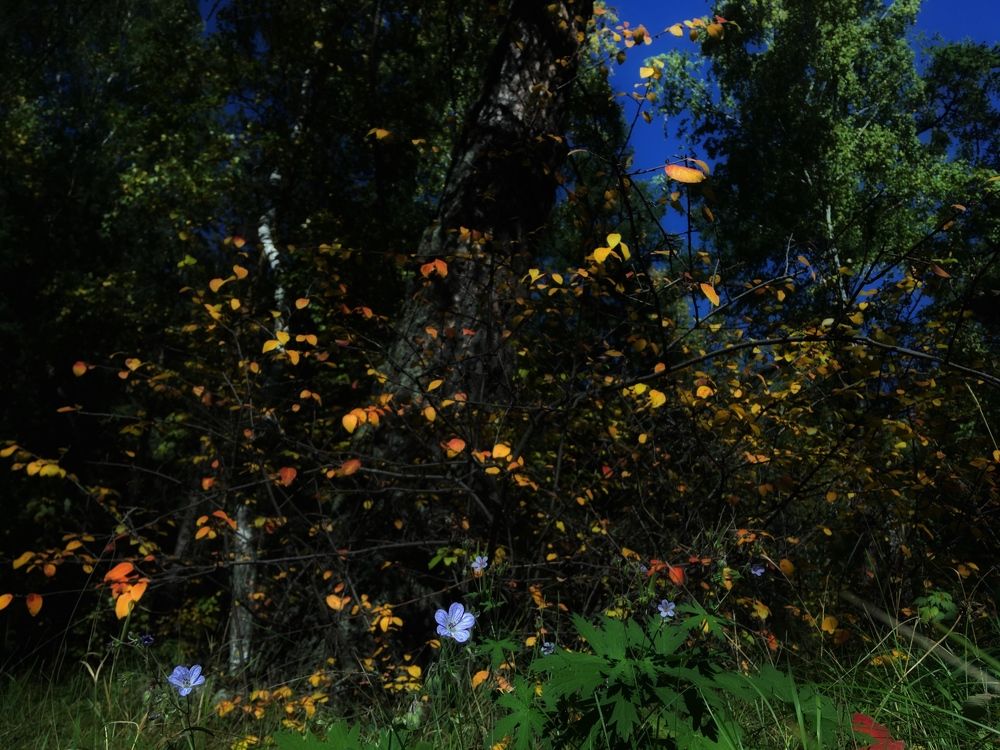 Photograph by Ирина Елсукова