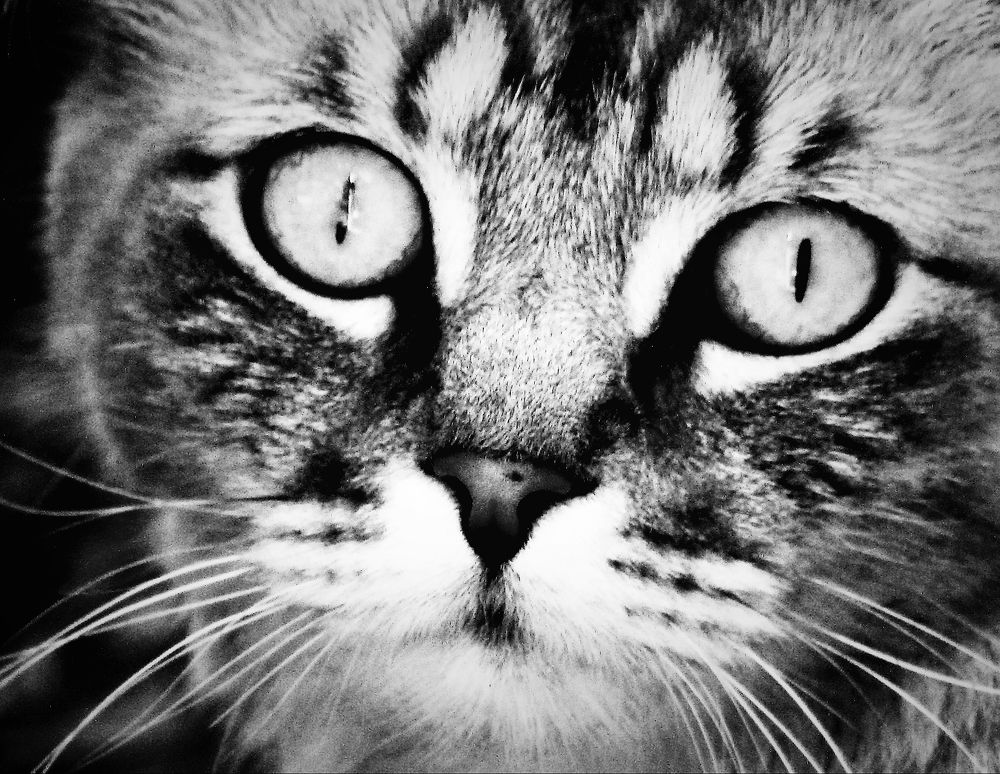 Photograph by Kirsteen Isles