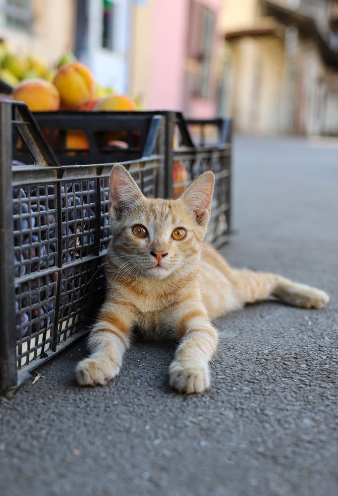 Photograph by Дарья