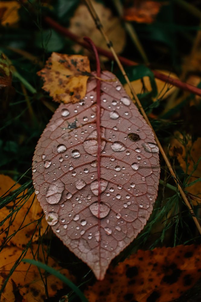 Photograph by Софья Гелевера