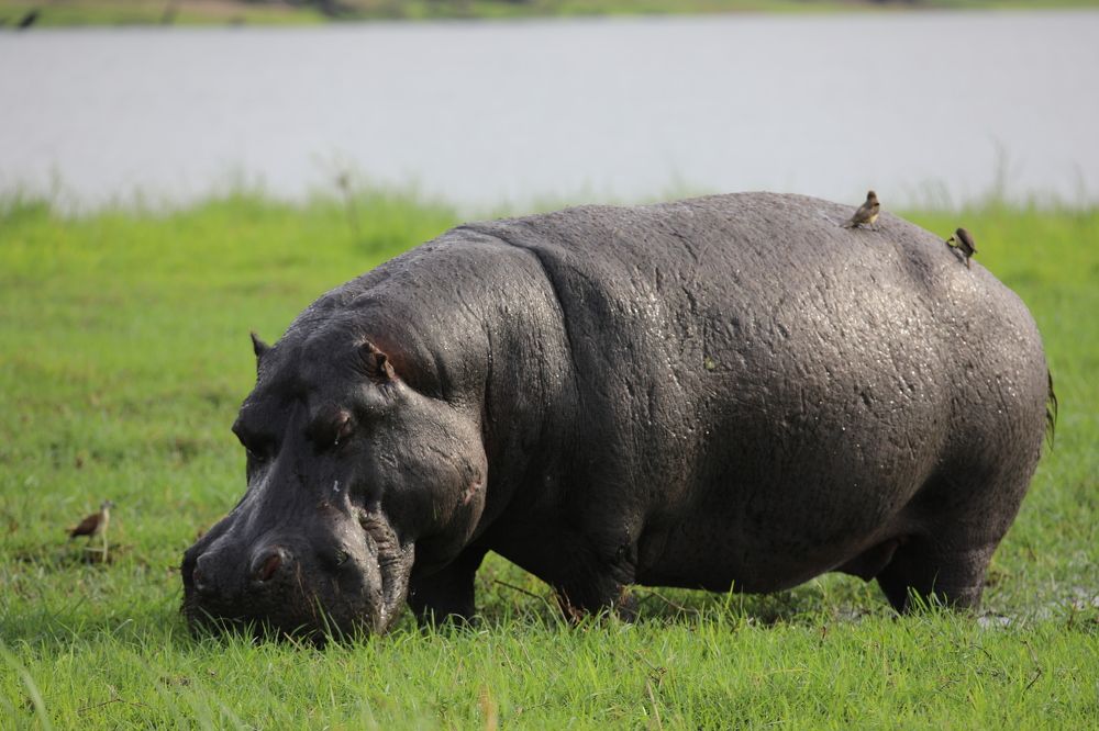 Photograph by MAKSIM MARKOV