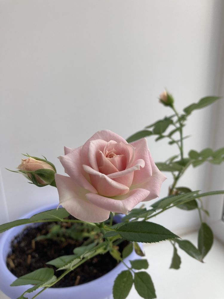 Photograph by Татьяна Раковская