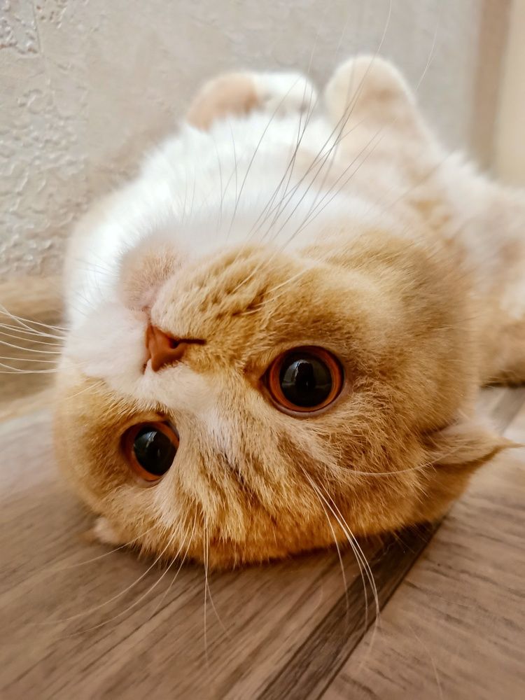 Кототерапевт