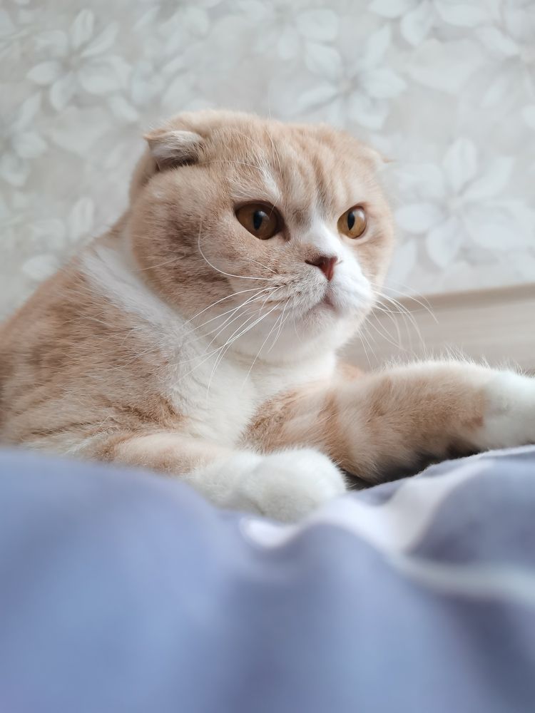 Кошачье утро