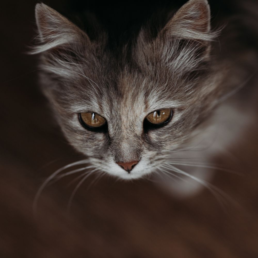 Photograph by Marina Argunova