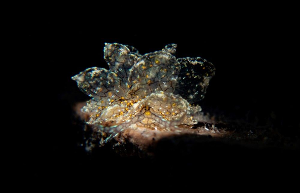 Photograph by Deniz muzaffer Gokmen