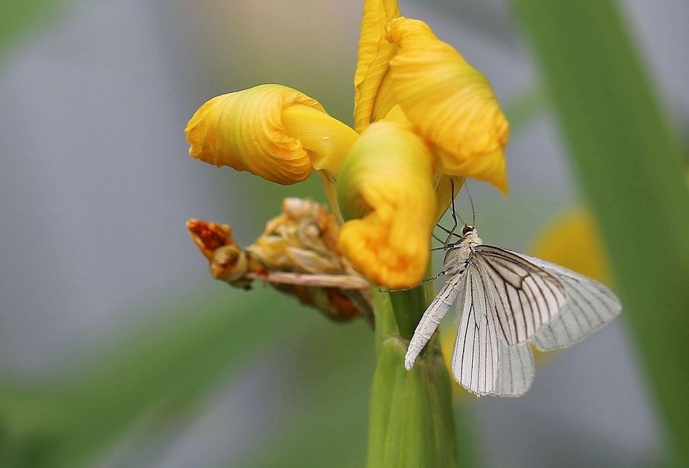 Пяденица линейчатая