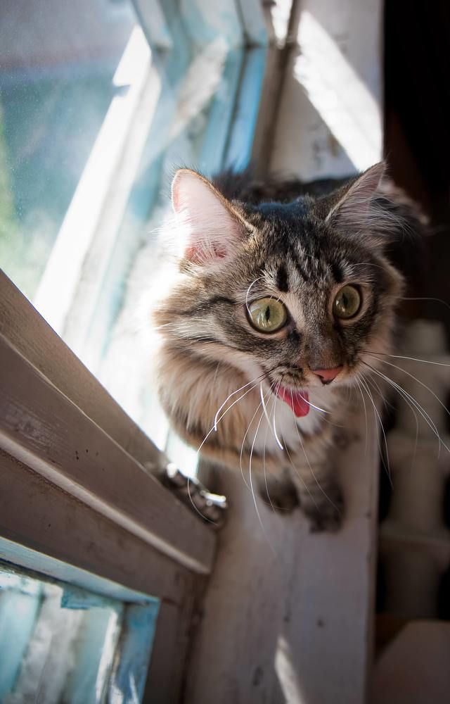 Фотография автора Михаил Голянский