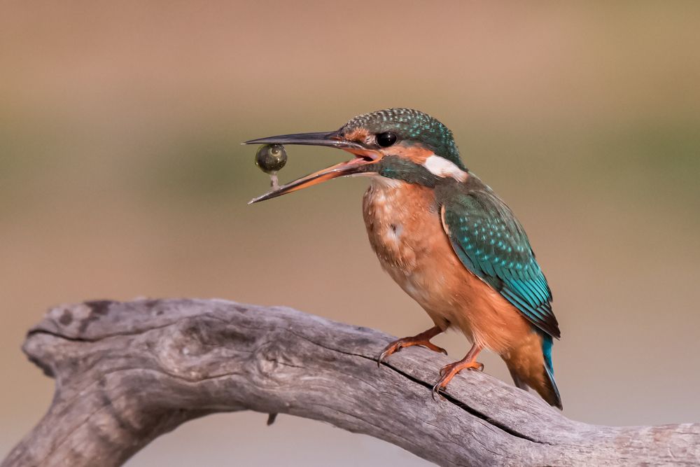 Photograph by Massimo Tamajo