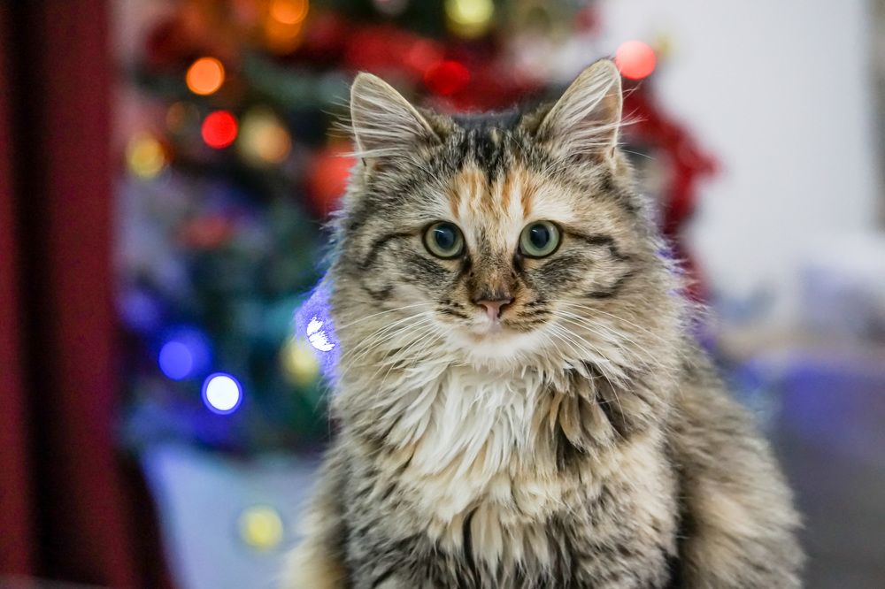 Photograph by Catalin Serbu