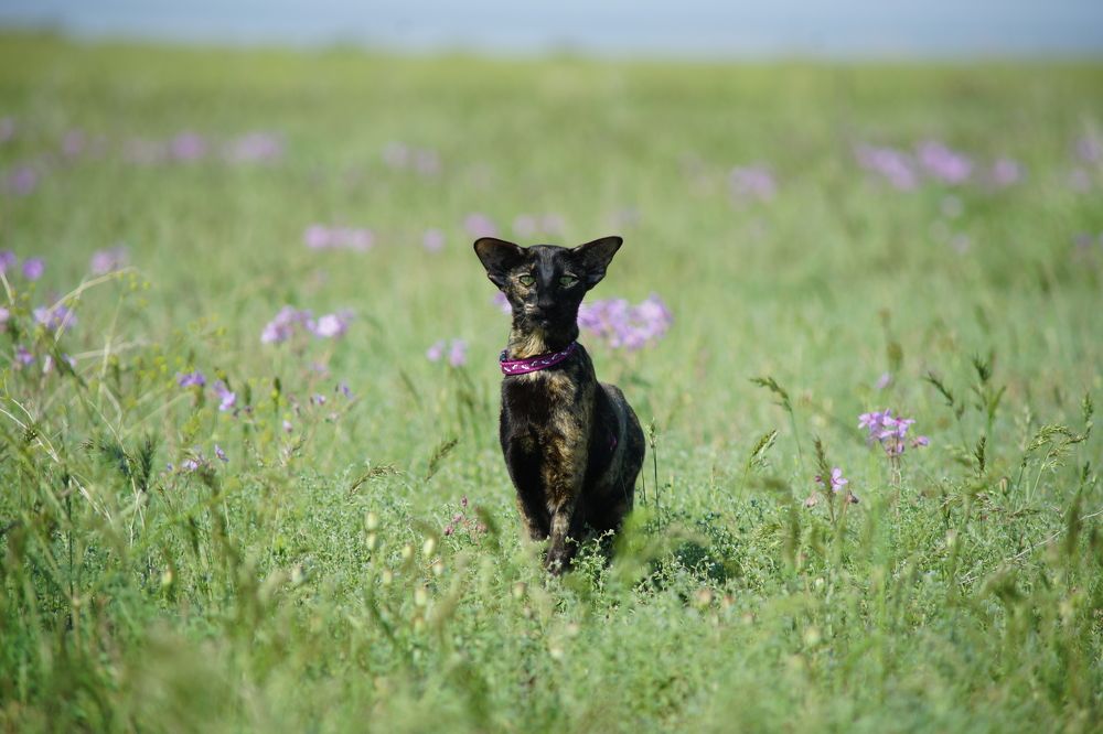Фотография автора Светлана Зимина