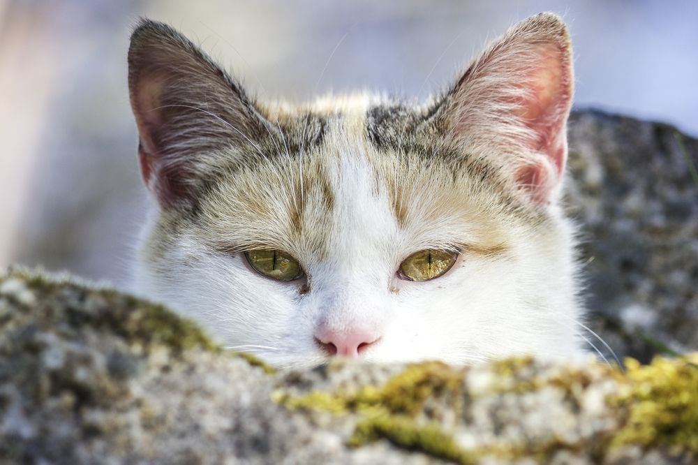 Photograph by Jose Antonio Novelle Cao