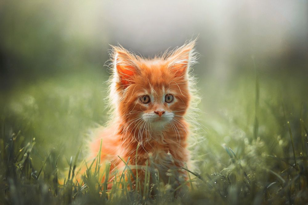 Photograph by Суханова Яна